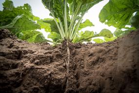 Agriculture Sugar Beet Turnip