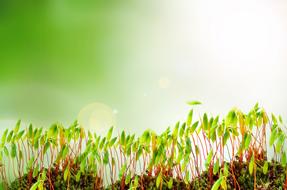 Sprout Plants Growth