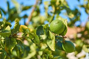 lime Citrus green Fruits