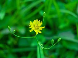 yellow flower in nature on a blurred background