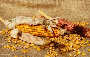 Close-up of the colorful corn kernels din light