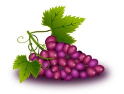 cartoon grapes vine