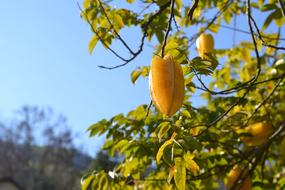 Yellow Fruit Carom