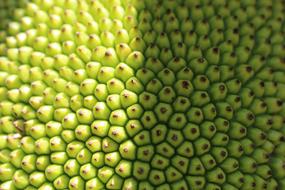 Close-up of the beautiful, green and red fruit texture in light and shadow