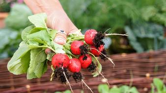 gardening Radishes Harvest Food