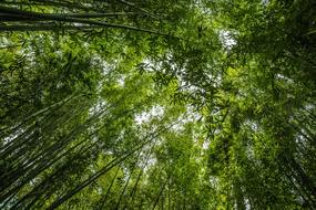 Bamboo Forest Green trees