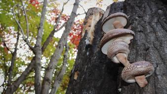 Mushroom Forest Nature The