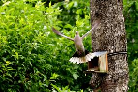 Dove Bird flying near wood