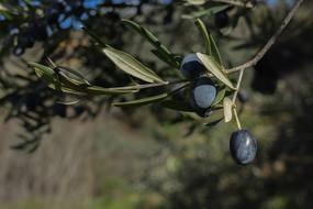 Olives Fruits at Nature