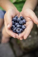 Blueberries Fruit Fruits