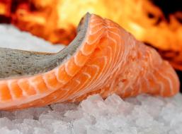 fresh salmon on fire background