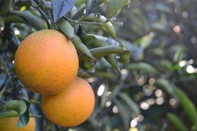 Healthy Orange Fruits