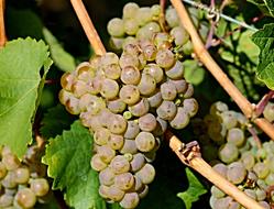 bunches of ripe grapes close-up on a sunny day