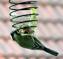 Songbird Green on a blurred background