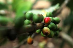 green Coffee Nature Plants