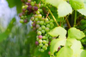 Grapes Green