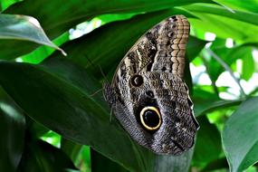 butterfly on green leaf in nature