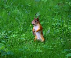 Squirrel Park Wildlife In The