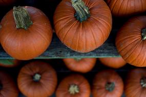 harvest pumpkin on wooden shelves close up