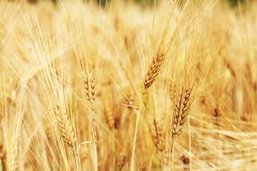 Wheat Field Cornfield