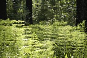 green leaves of plants in the forest