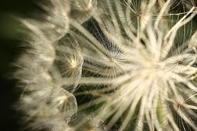 Close-up of the beautiful, white dandelion flower with seeds, in light