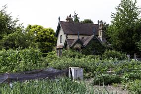 Beautiful and colorful, vintage Edwardian Cottage, among the colorful plants