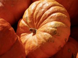 Orange Harvest Pumpkin