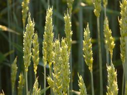 Wheat Field Spike