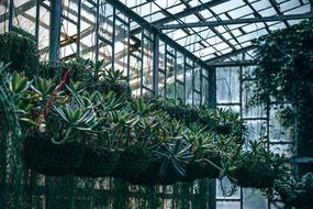 green plants Agriculture Background