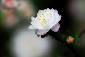 white Flower Nature Plant