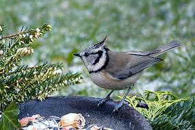 Bird Tit Crested at winter