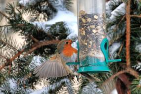 wild Robin bird at Winter