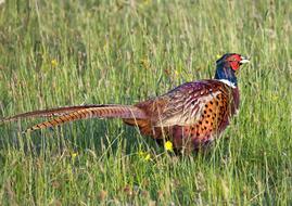 Pheasant Bird Game