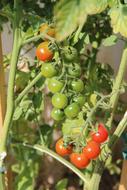 green and red cherry tomatoes on a branch