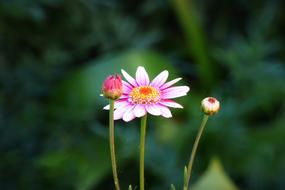 pink Flower Petals Plant