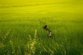 dog in tall green grass on the field