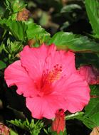 pink Flower Plant at Nature