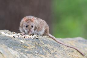 closeup picture of Brown Rat Animal Rodent