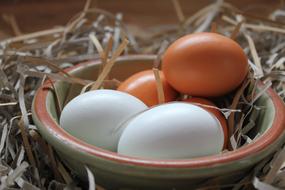 Food Eggs Nesting Material