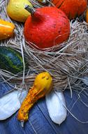 decorative Pumpkin Autumn Still Life