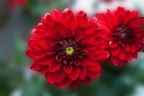 close up picture of Red Dahlia Flowers