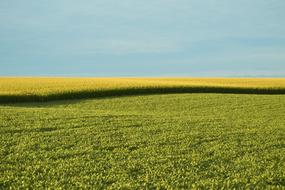 field with green plants on the farm