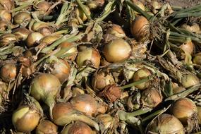 onion harvest in autumn