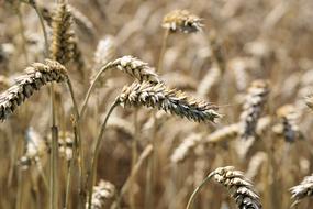 Cereals Grain Spike