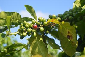 Fruit Food on Tree