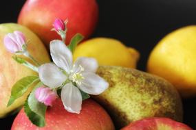 Apple Fruits and Blossom