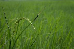 green Rice field In The Thailand