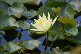 Water Lily close-up