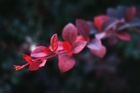 Red Leaves at Nature